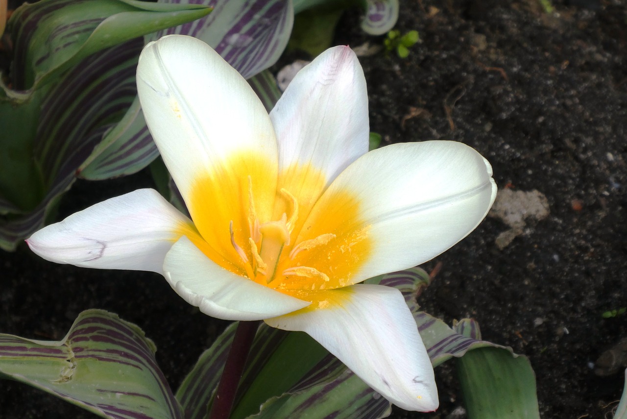 flower  tulip  white free photo