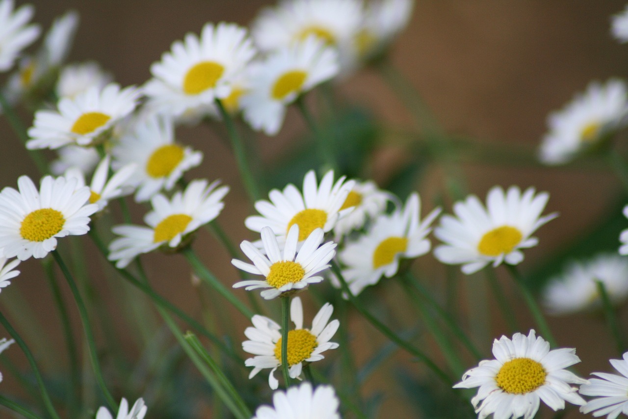 flower  marguerite  blossom free photo