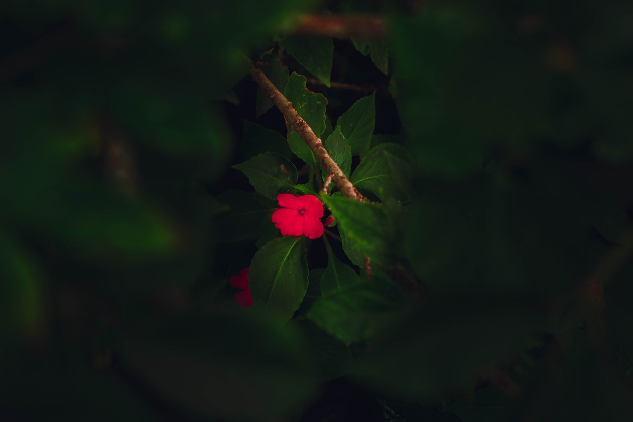 flower  red  green free photo