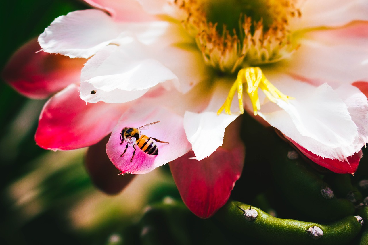 flower  pink  bee free photo