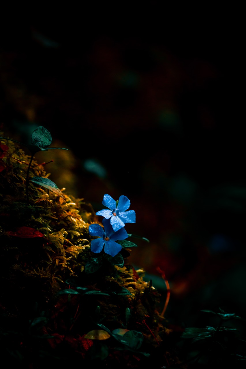 flower  nature  blue free photo