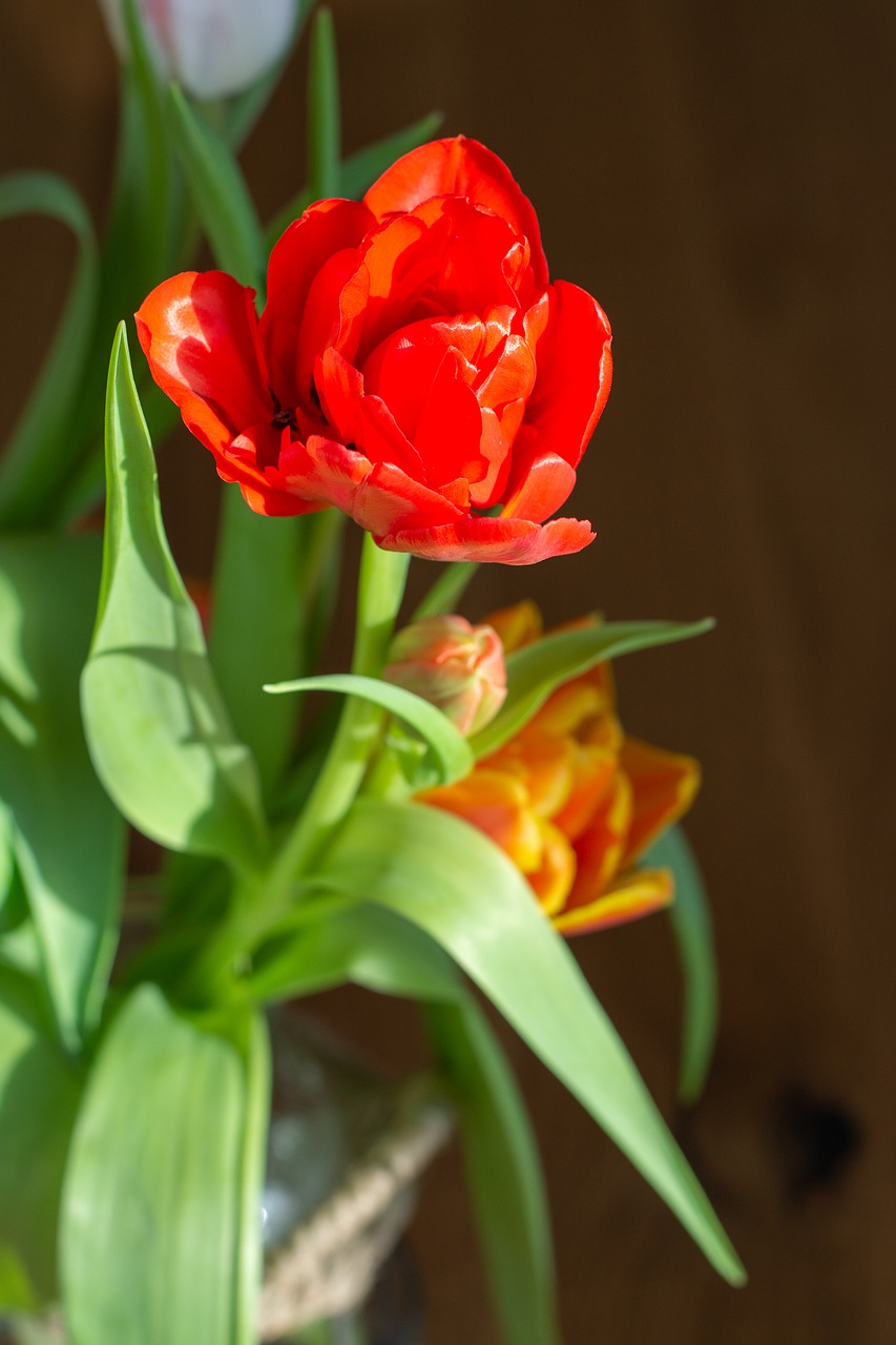 flower  red  tulip free photo