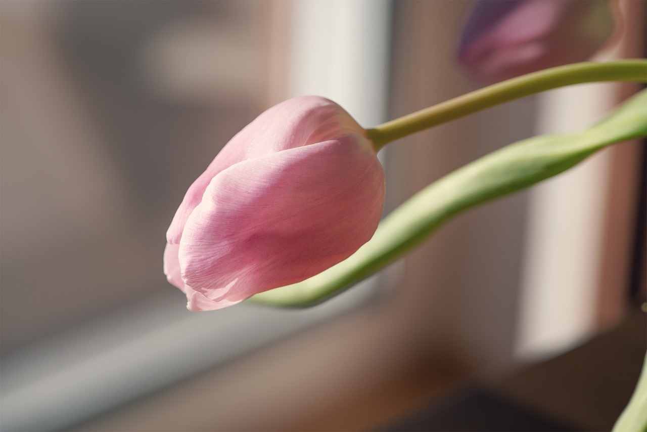 flower  tulip  pink free photo