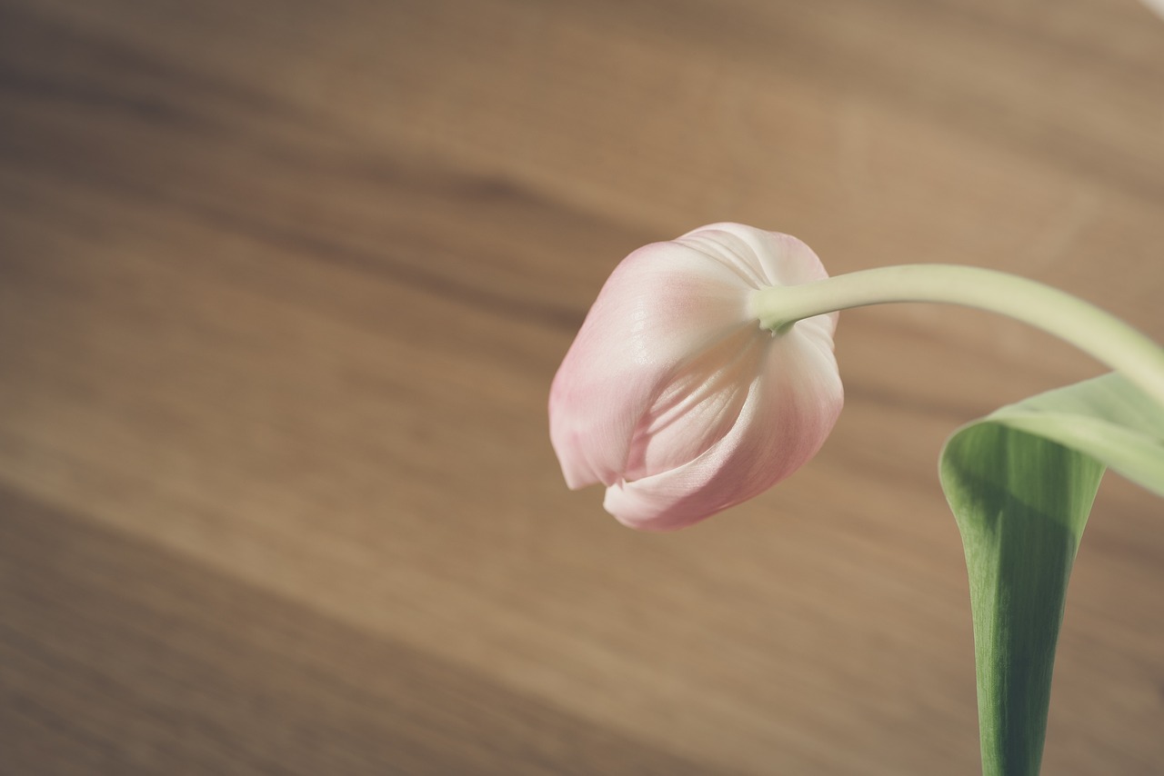 flower  pink  tulip free photo