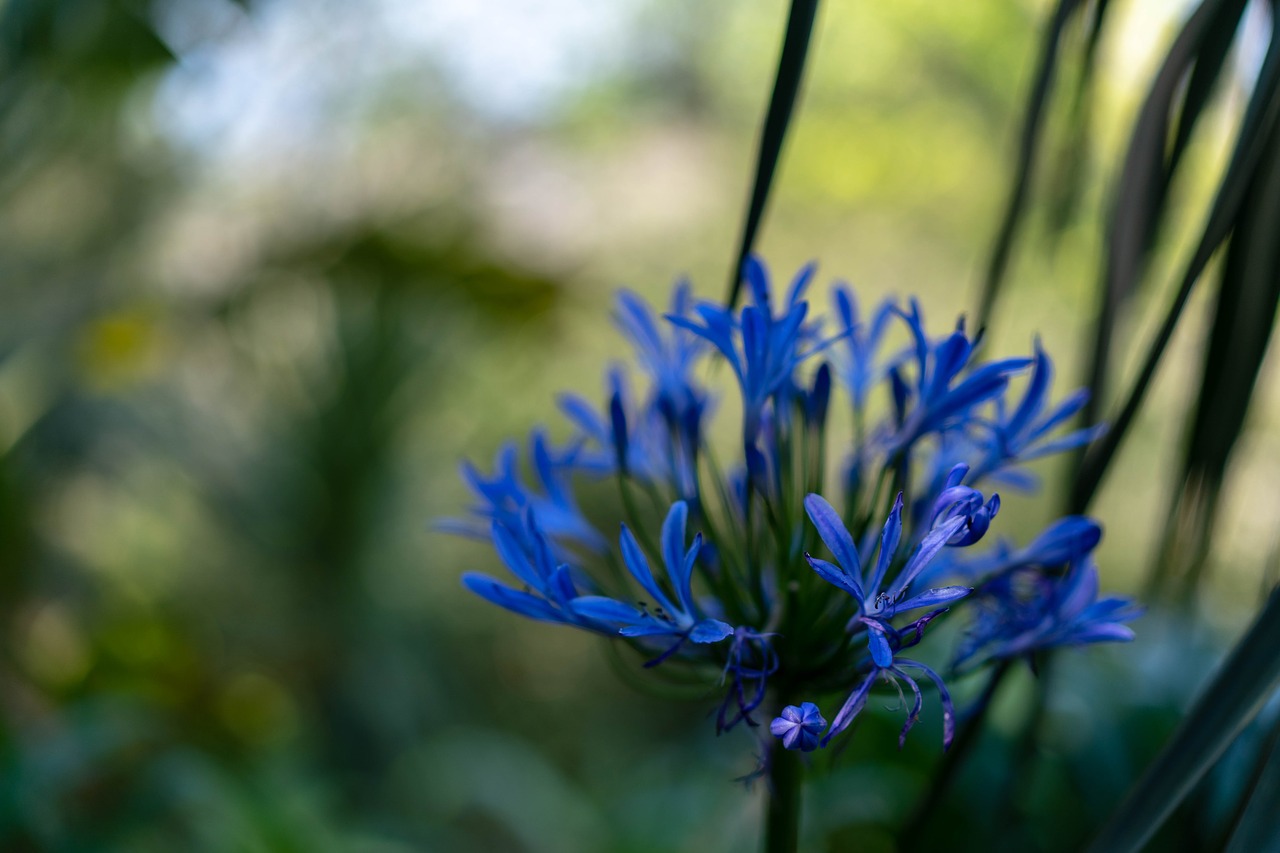 flower  blue  macro free photo