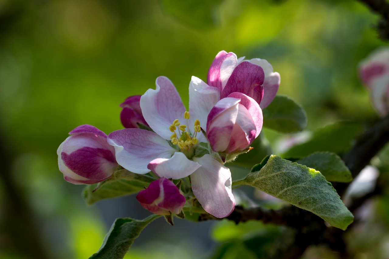 flower  blossom  bloom free photo