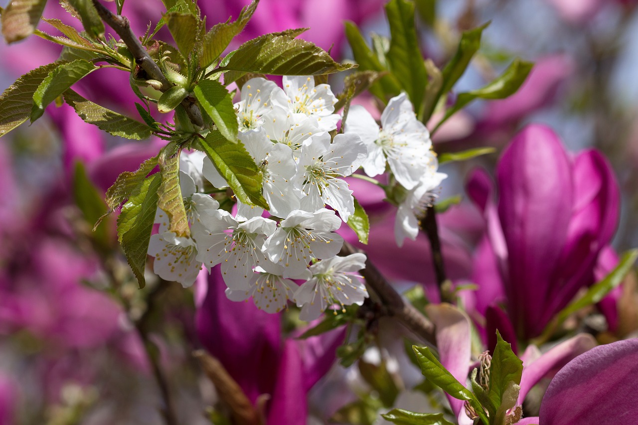 flower  blossom  bloom free photo