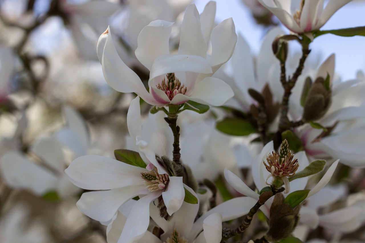 flower  blossom  bloom free photo