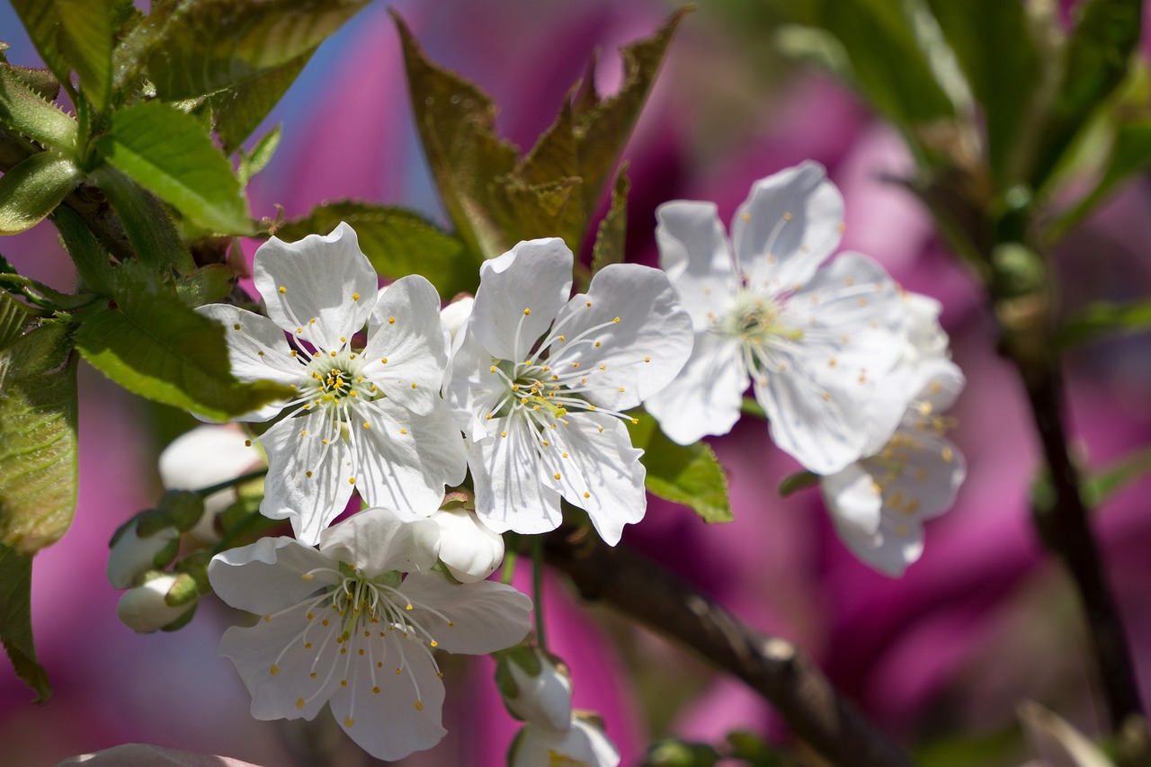 flower  blossom  bloom free photo