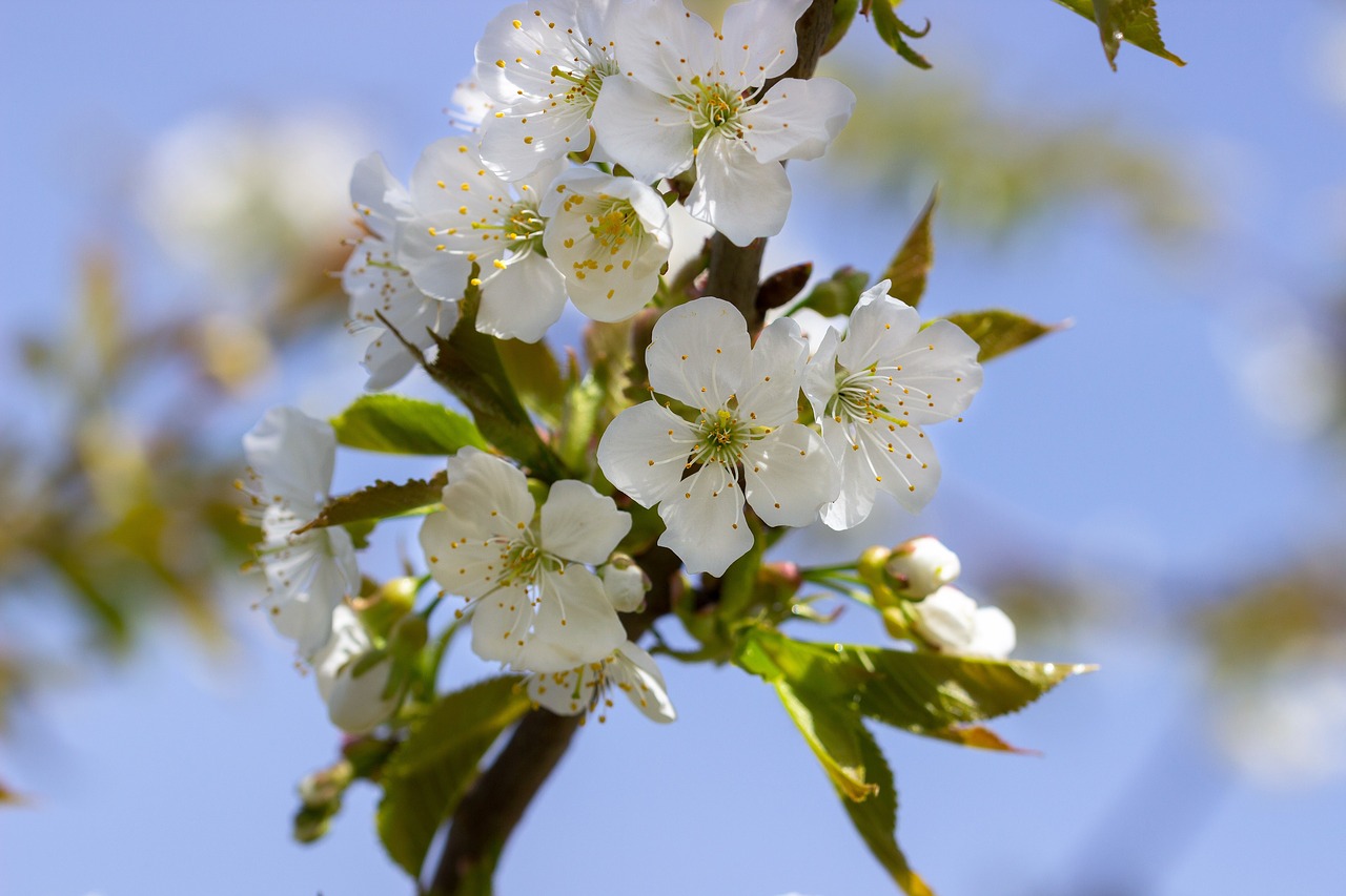 flower  blossom  bloom free photo