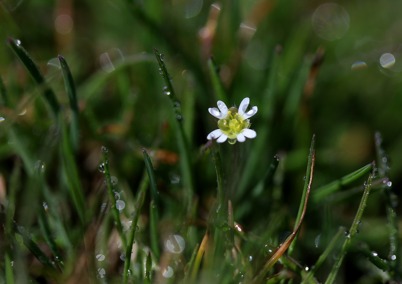 flower  white  spring free photo