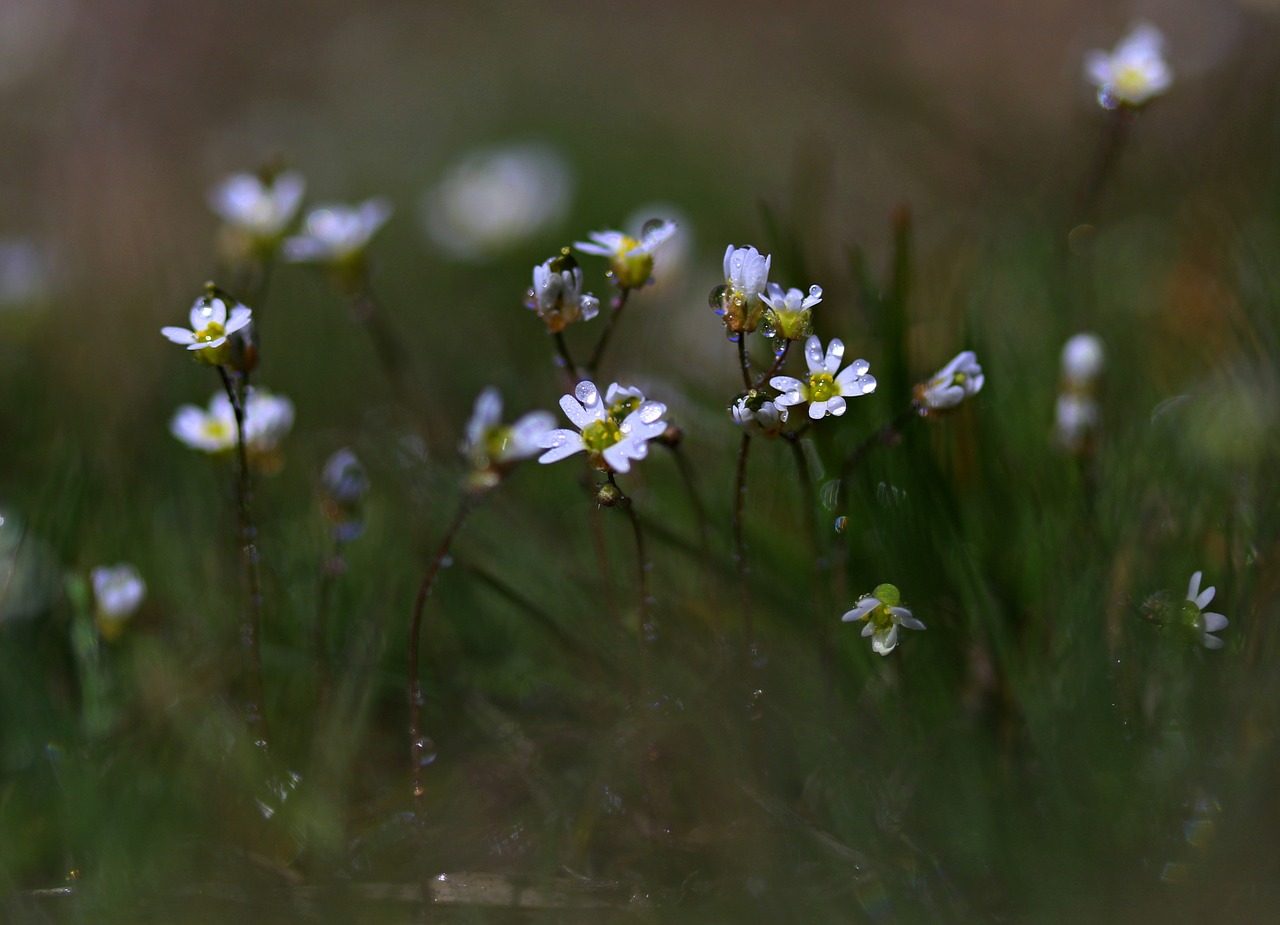 flower  white  spring free photo