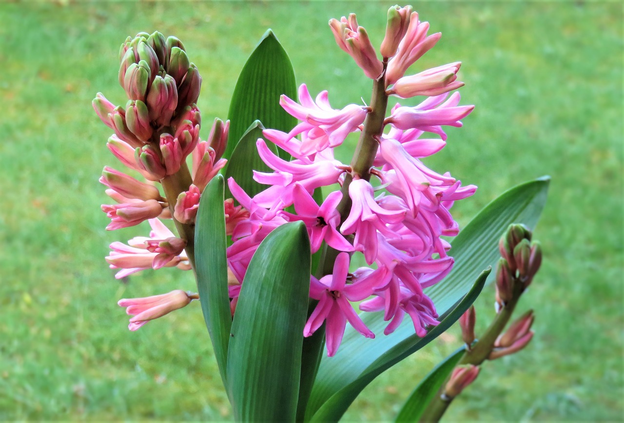 flower  hyacinth  spring free photo