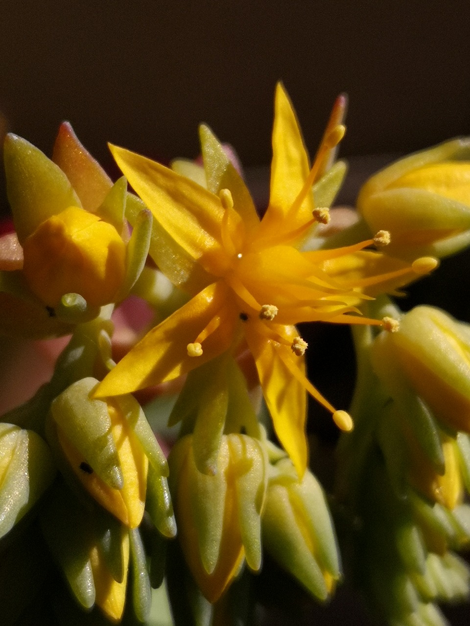 flower  succulents  yellow free photo