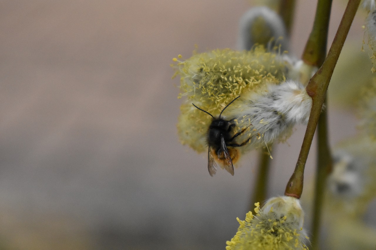 flower  bee  close up free photo