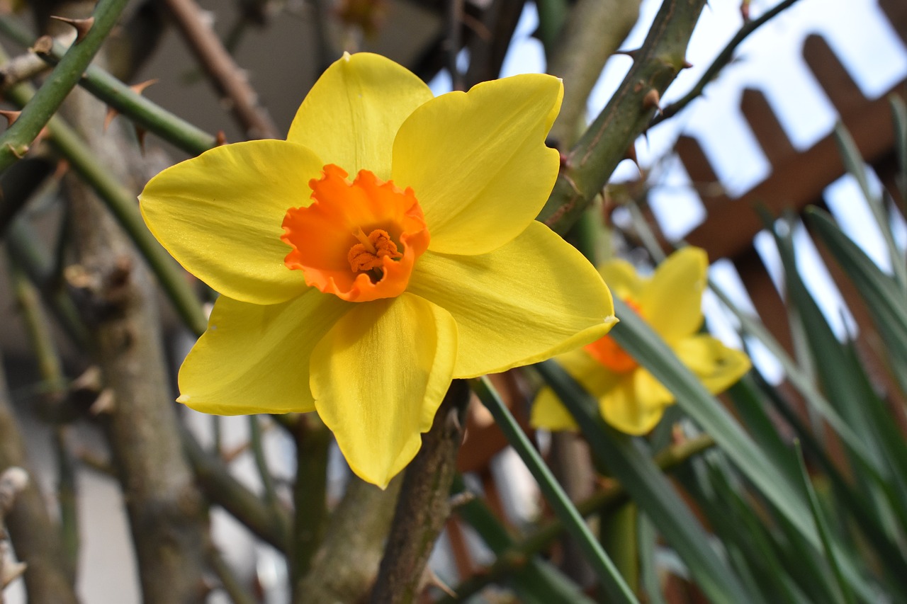 flower  garden  narcissus free photo