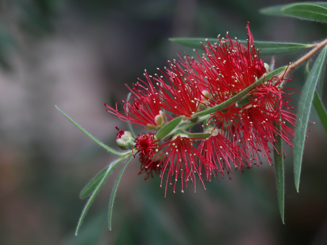 flower  red  bloom free photo