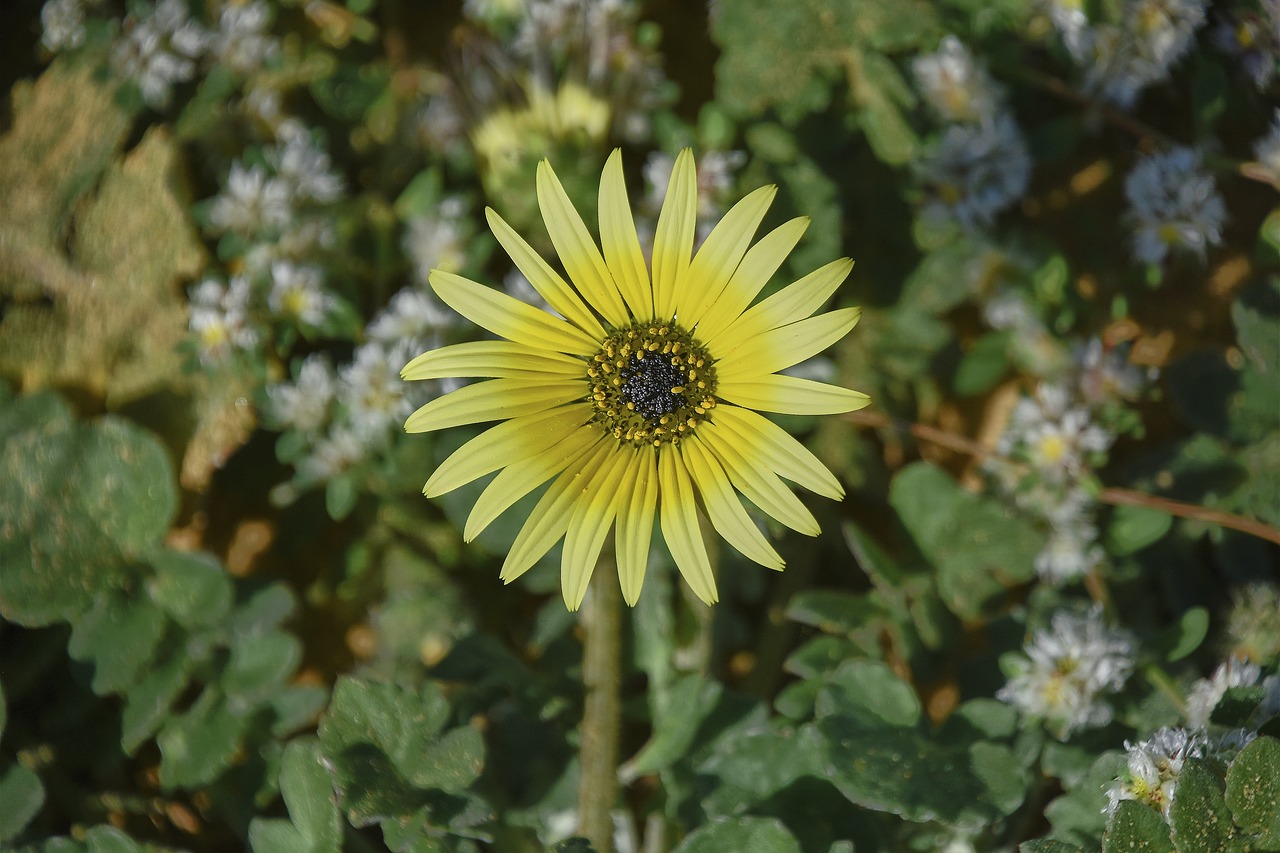 flower  garden  plant free photo