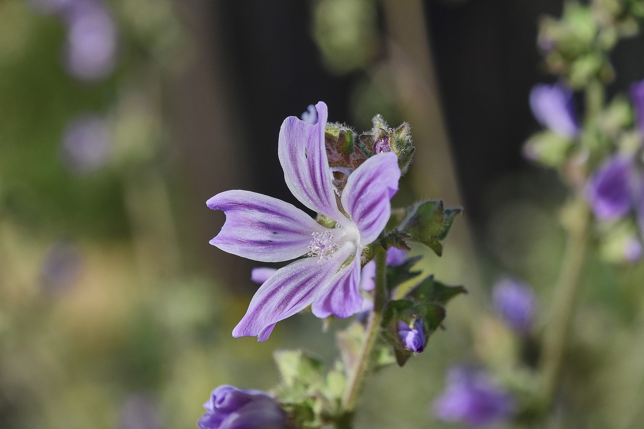 flower  garden  plant free photo