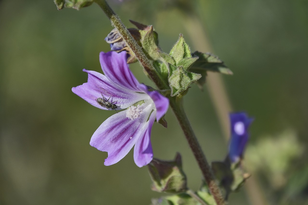 flower  garden  plant free photo