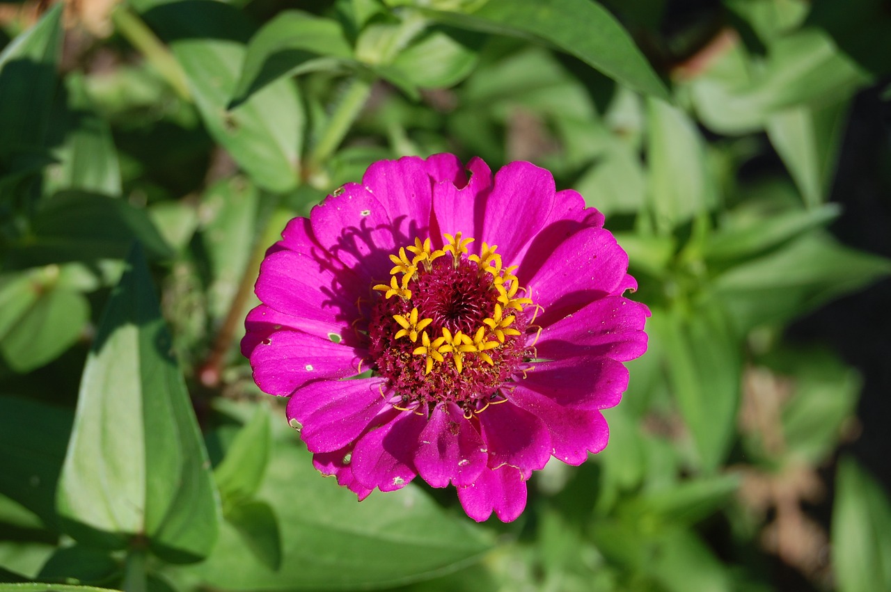 flower  pink  nature free photo