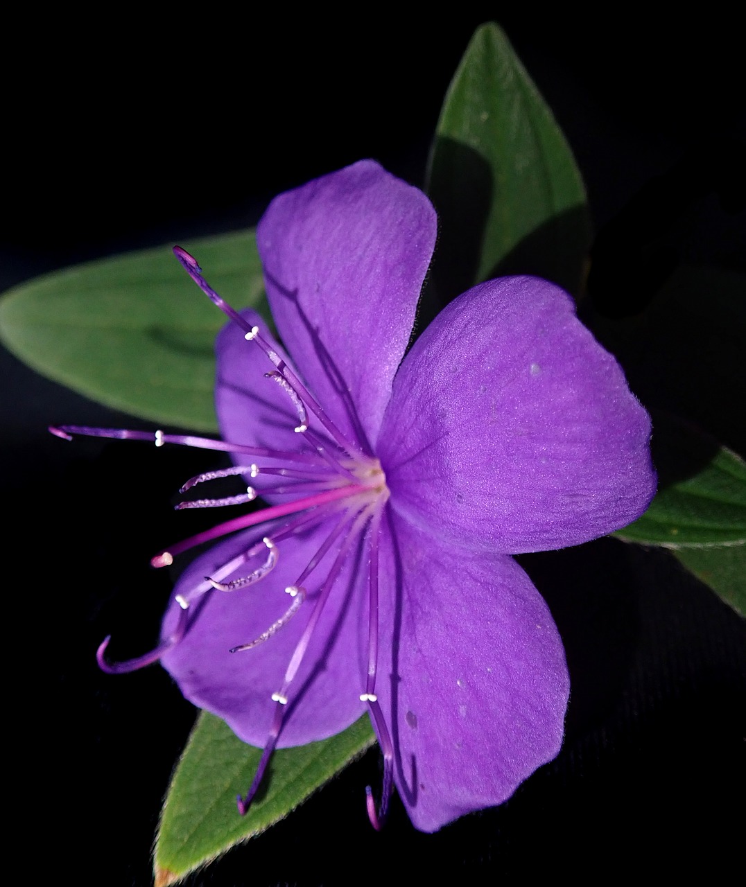 flower  purple  bloom free photo