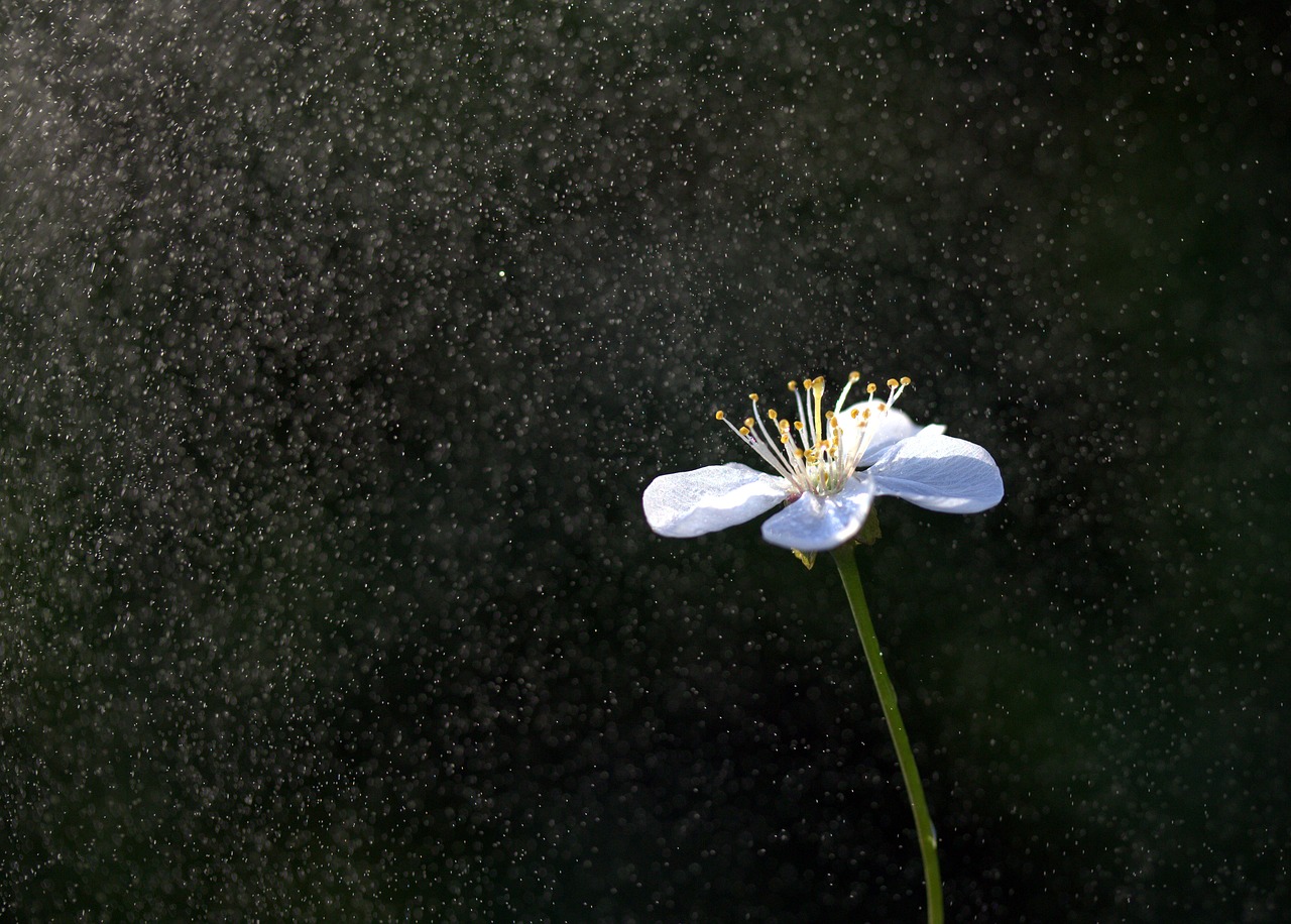 flower  white  water free photo