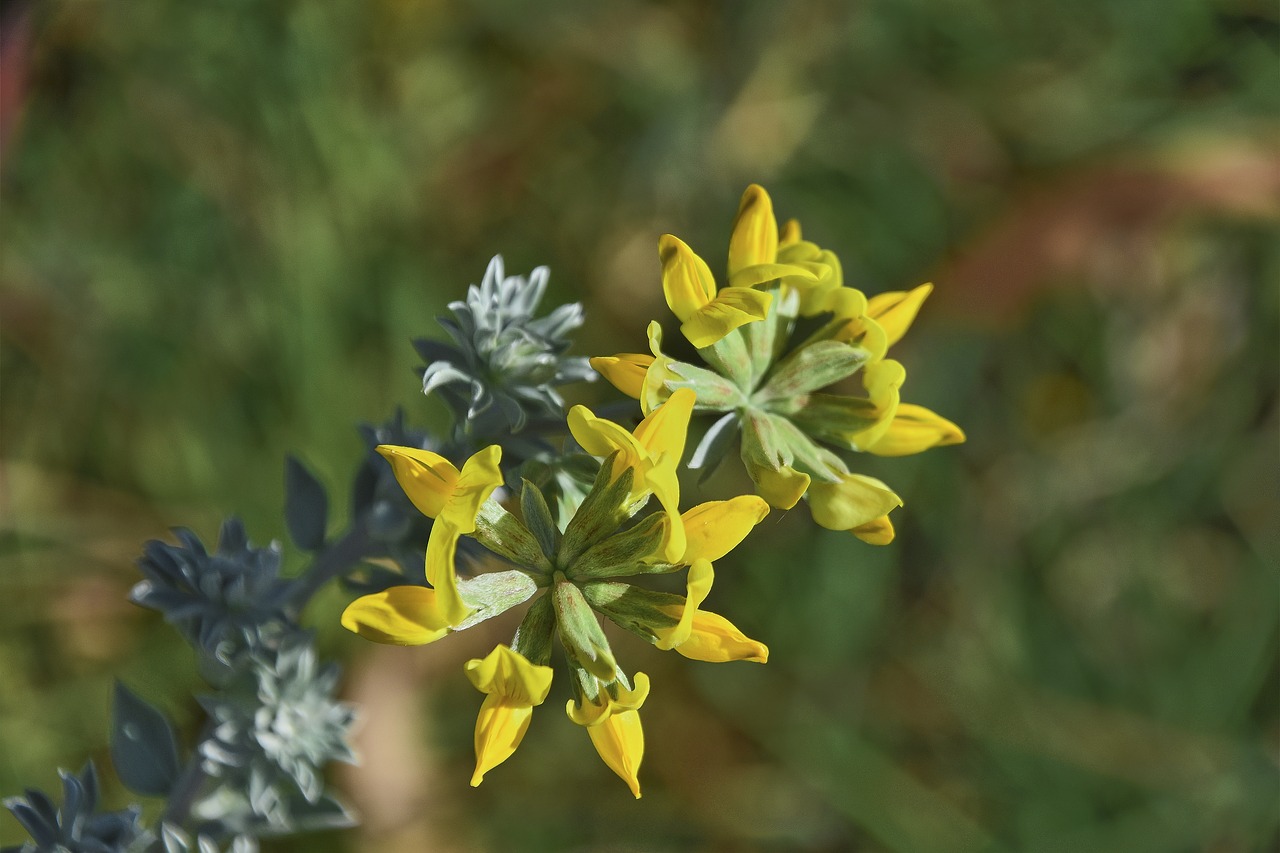 flower  garden  plant free photo