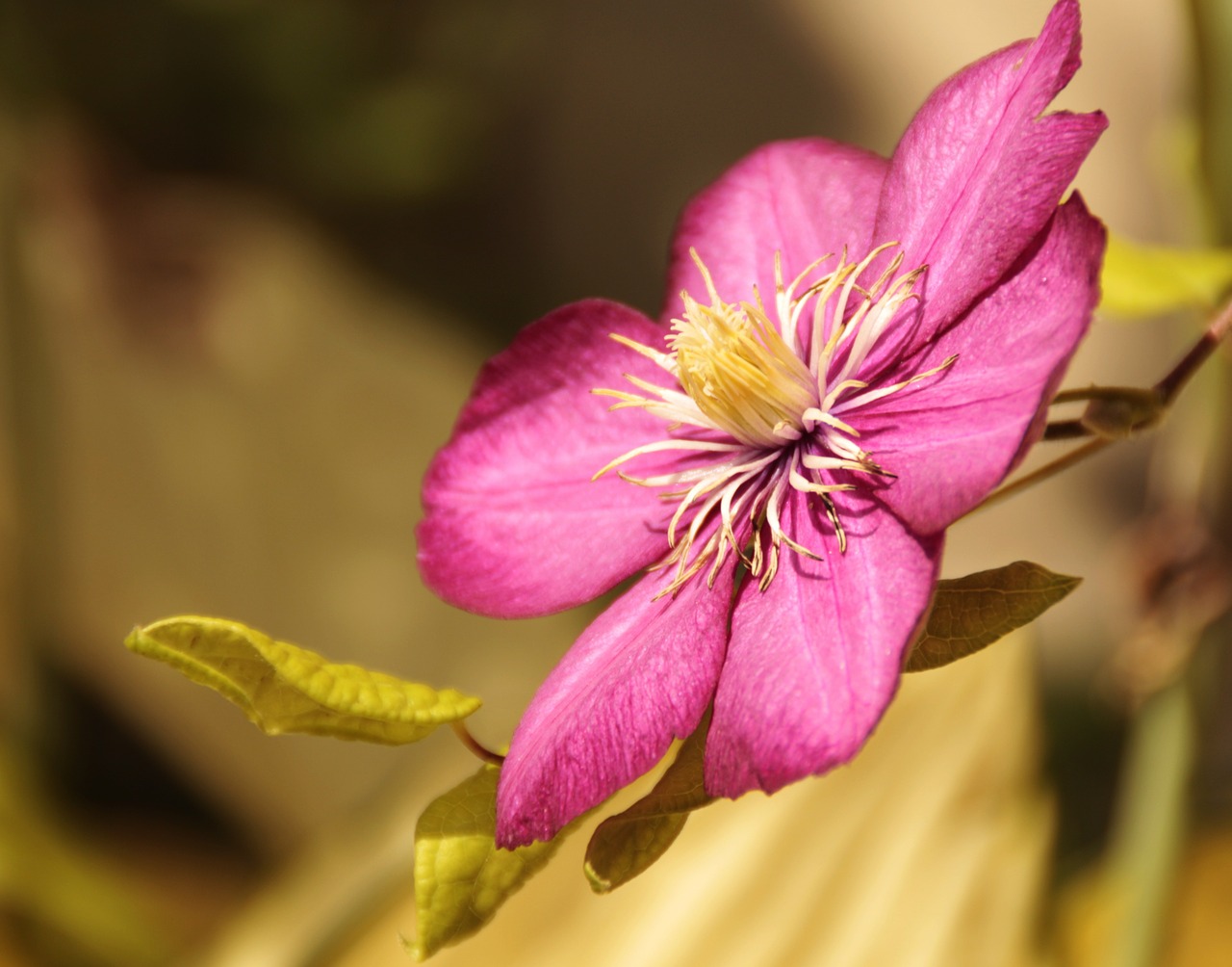 flower pink green free photo