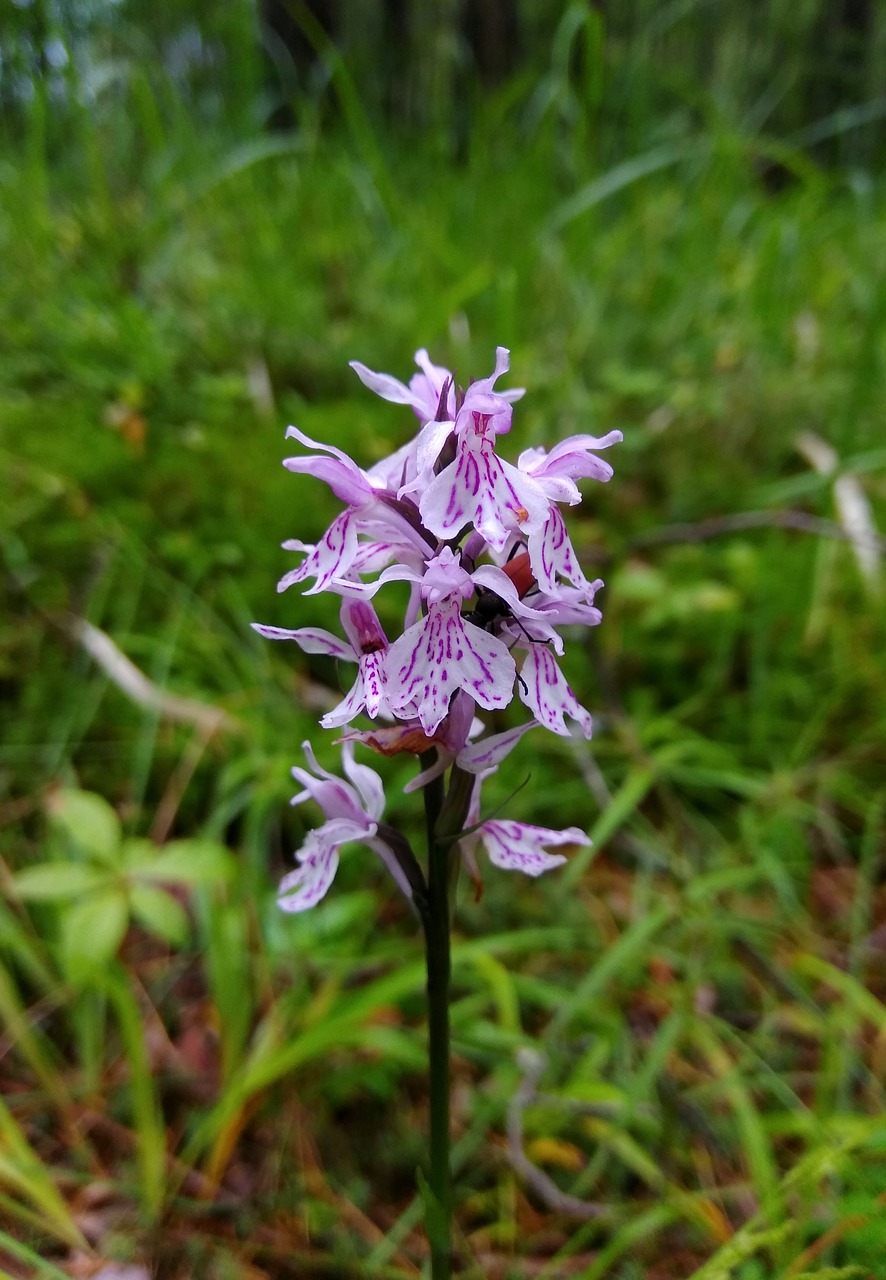 flower  inflorescence  flora free photo