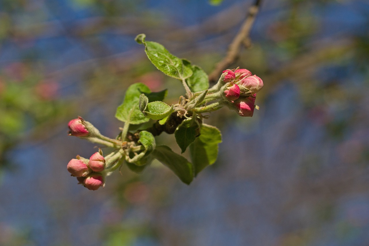 flower  ukraine  apple tree free photo