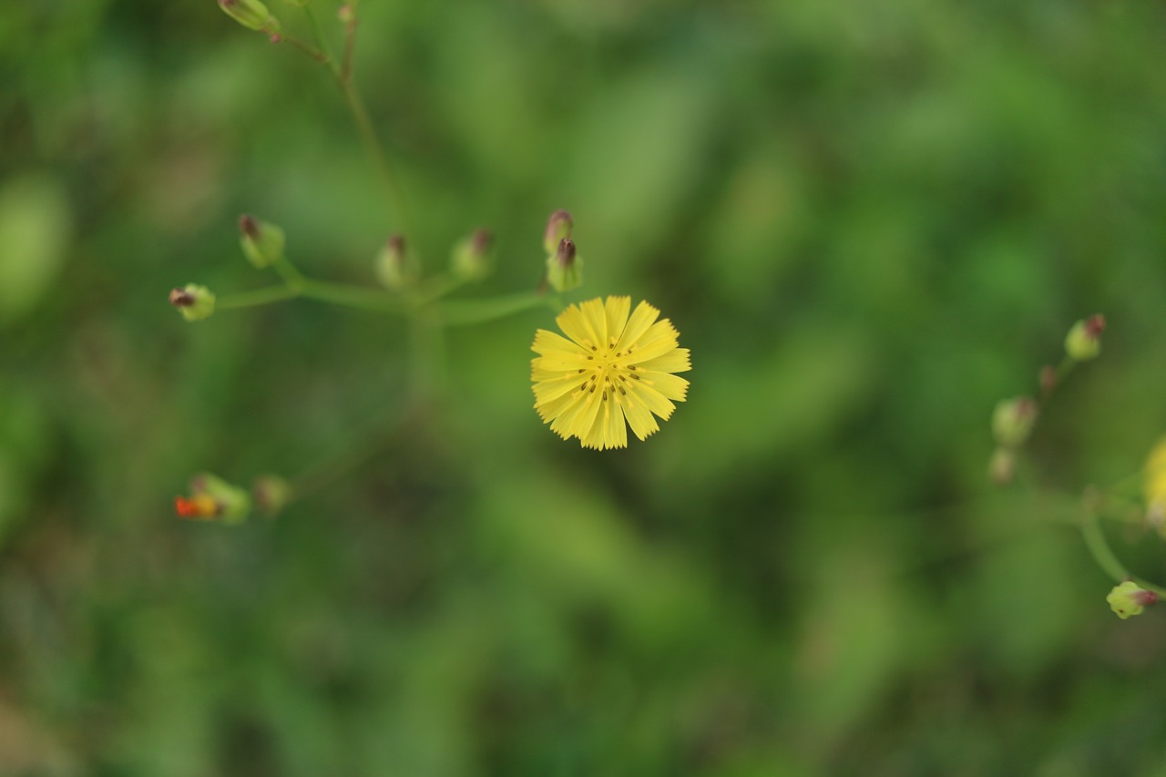 flower  sun  light free photo