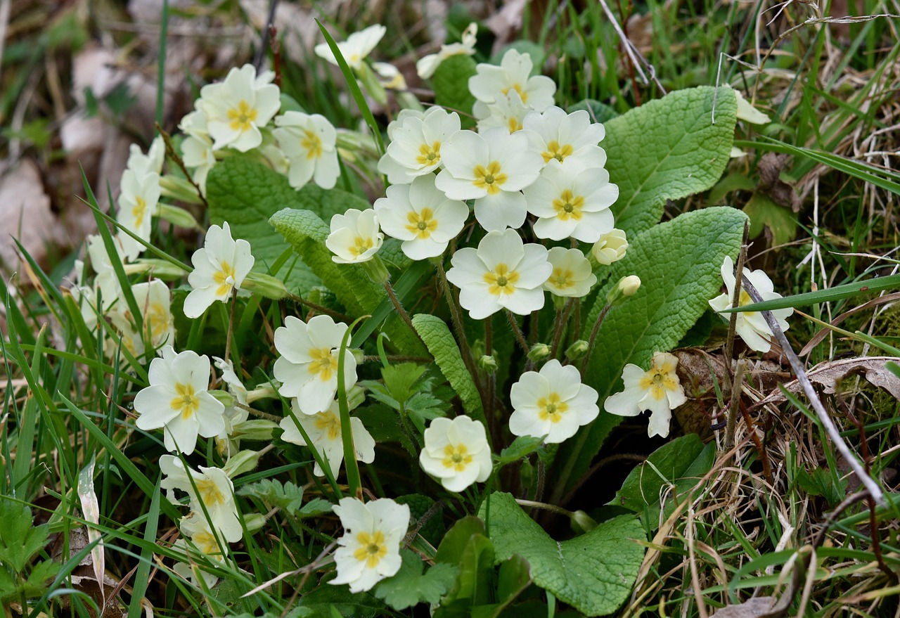 flower  flowers primroses  flowers free photo