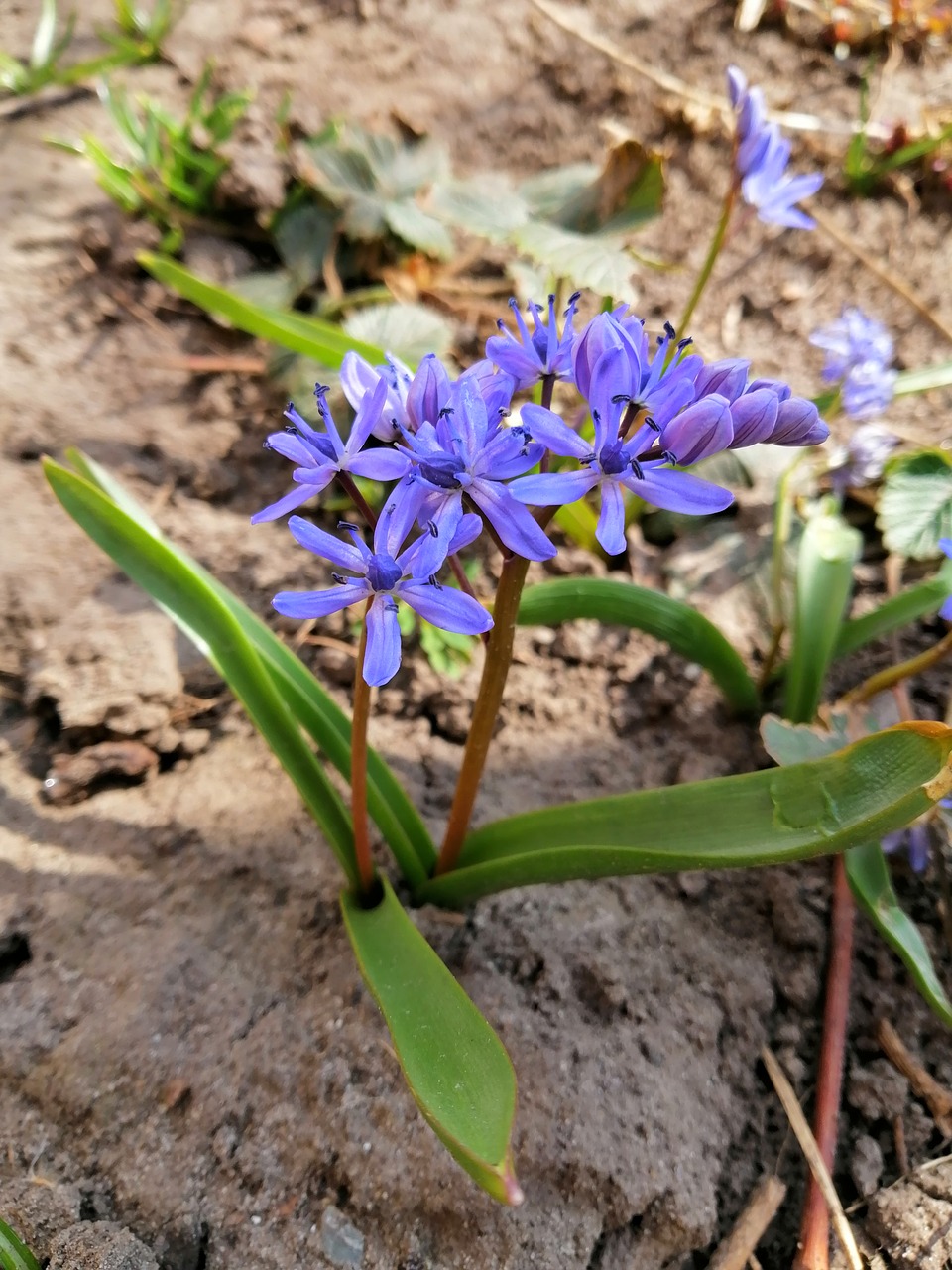 flower  nature  flowers free photo