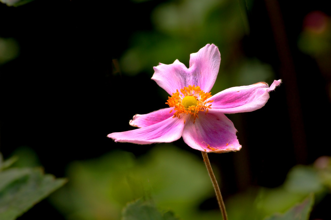 flower  nature  summer free photo