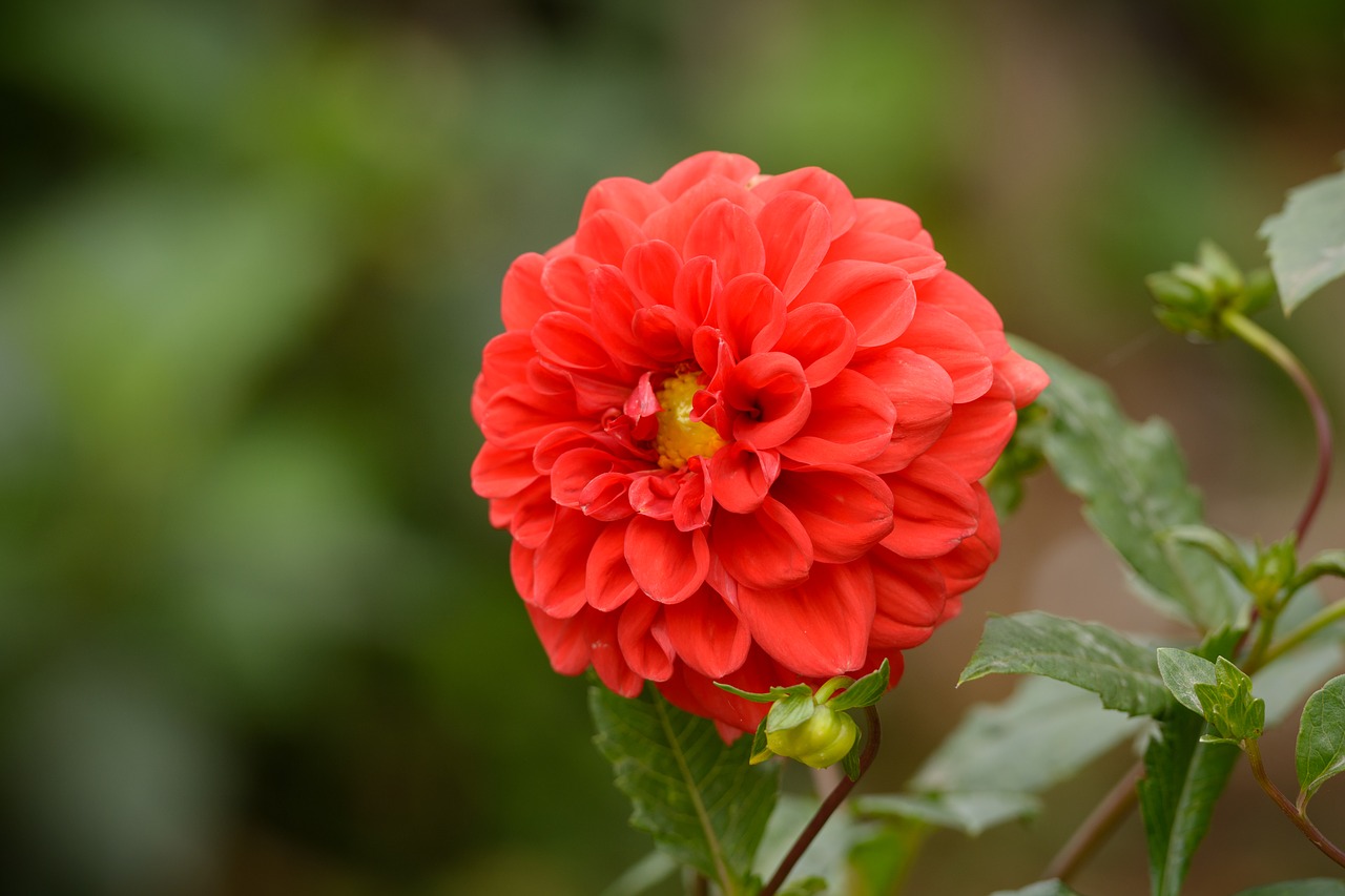 flower  red  nature free photo