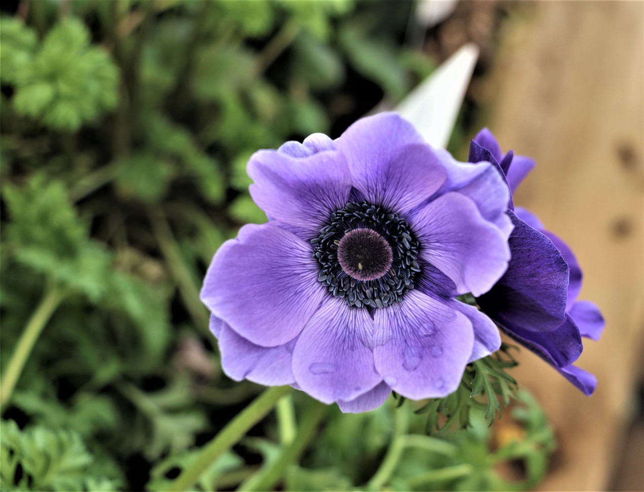 flower  purple  leaves free photo