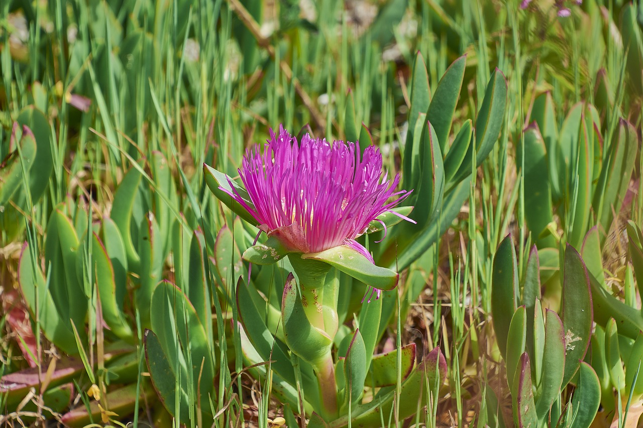 flower  garden  flowers free photo