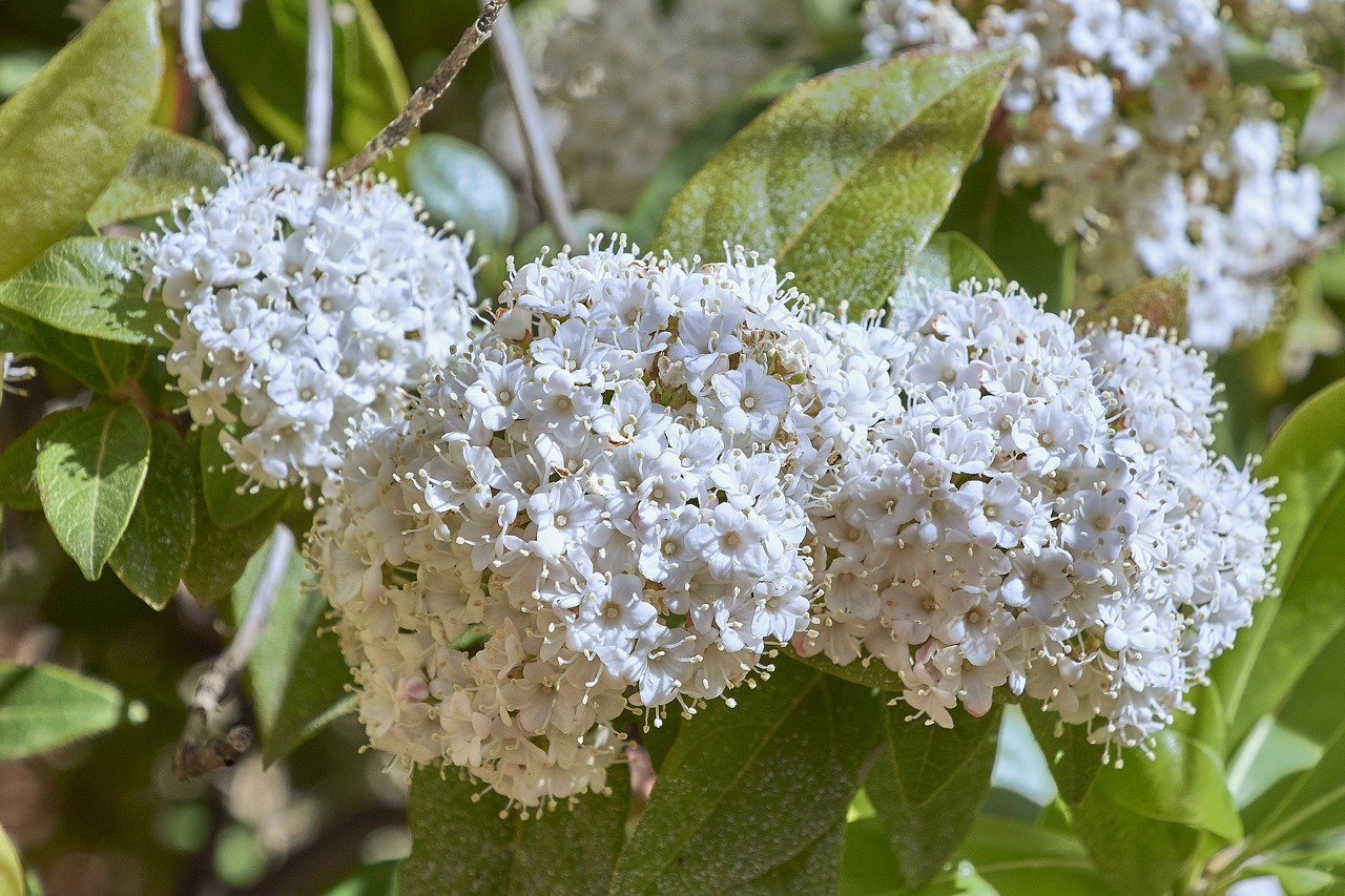 flower  garden  flowers free photo