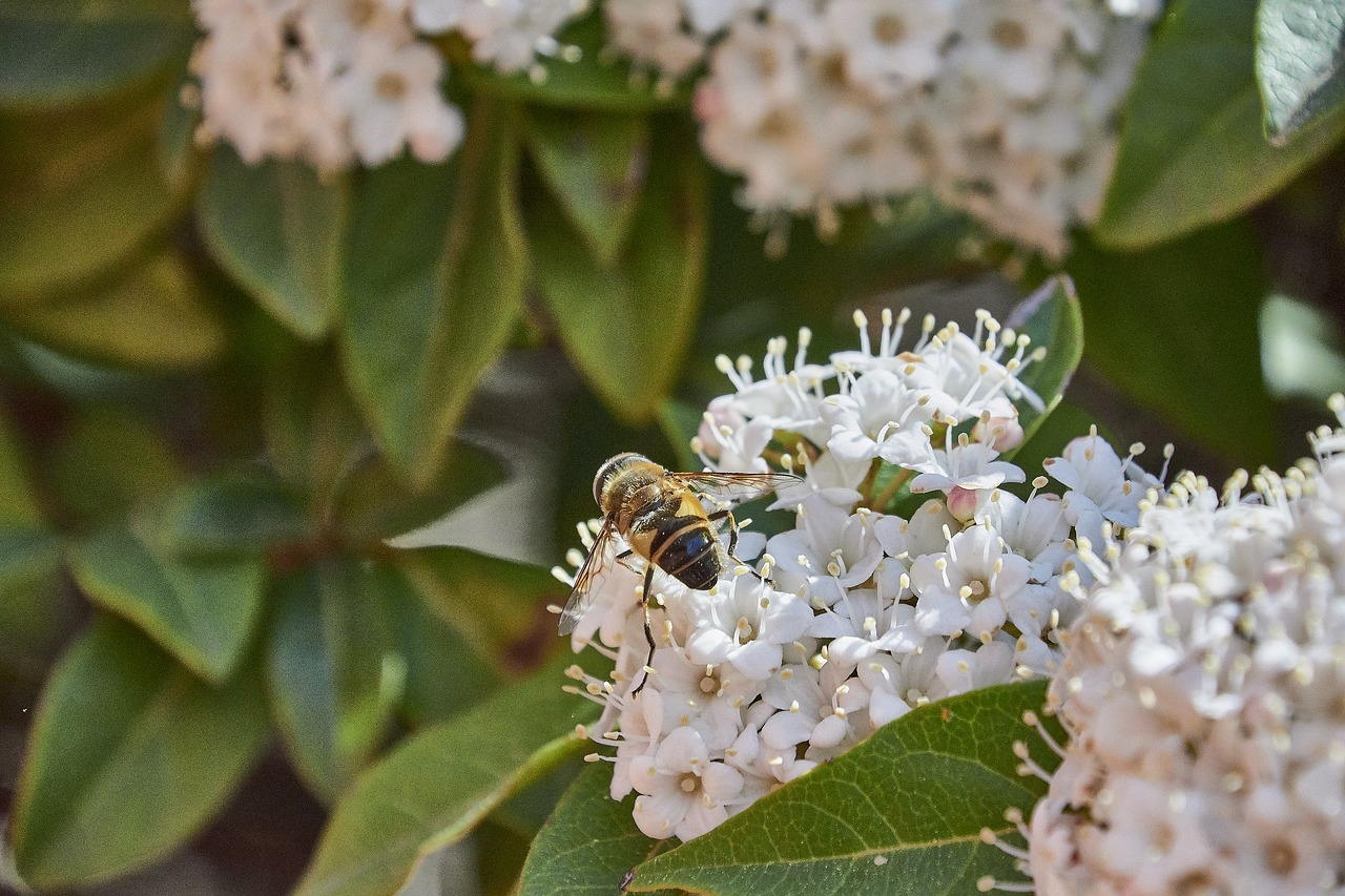 flower  garden  flowers free photo