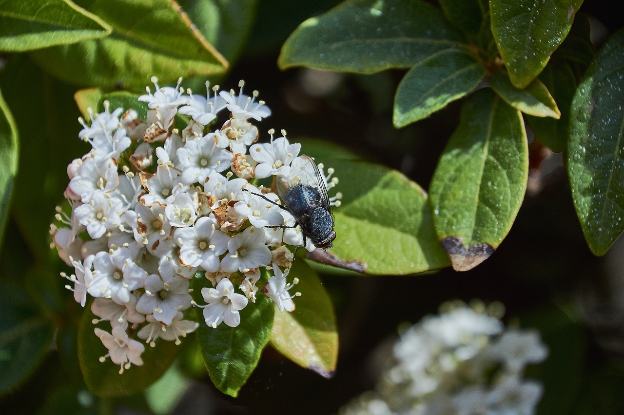 flower  garden  flowers free photo