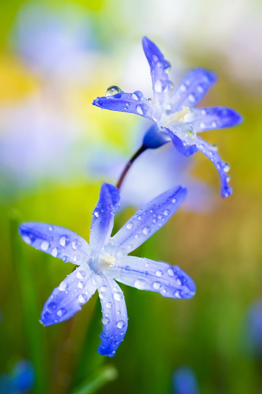 flower  macro  nature free photo