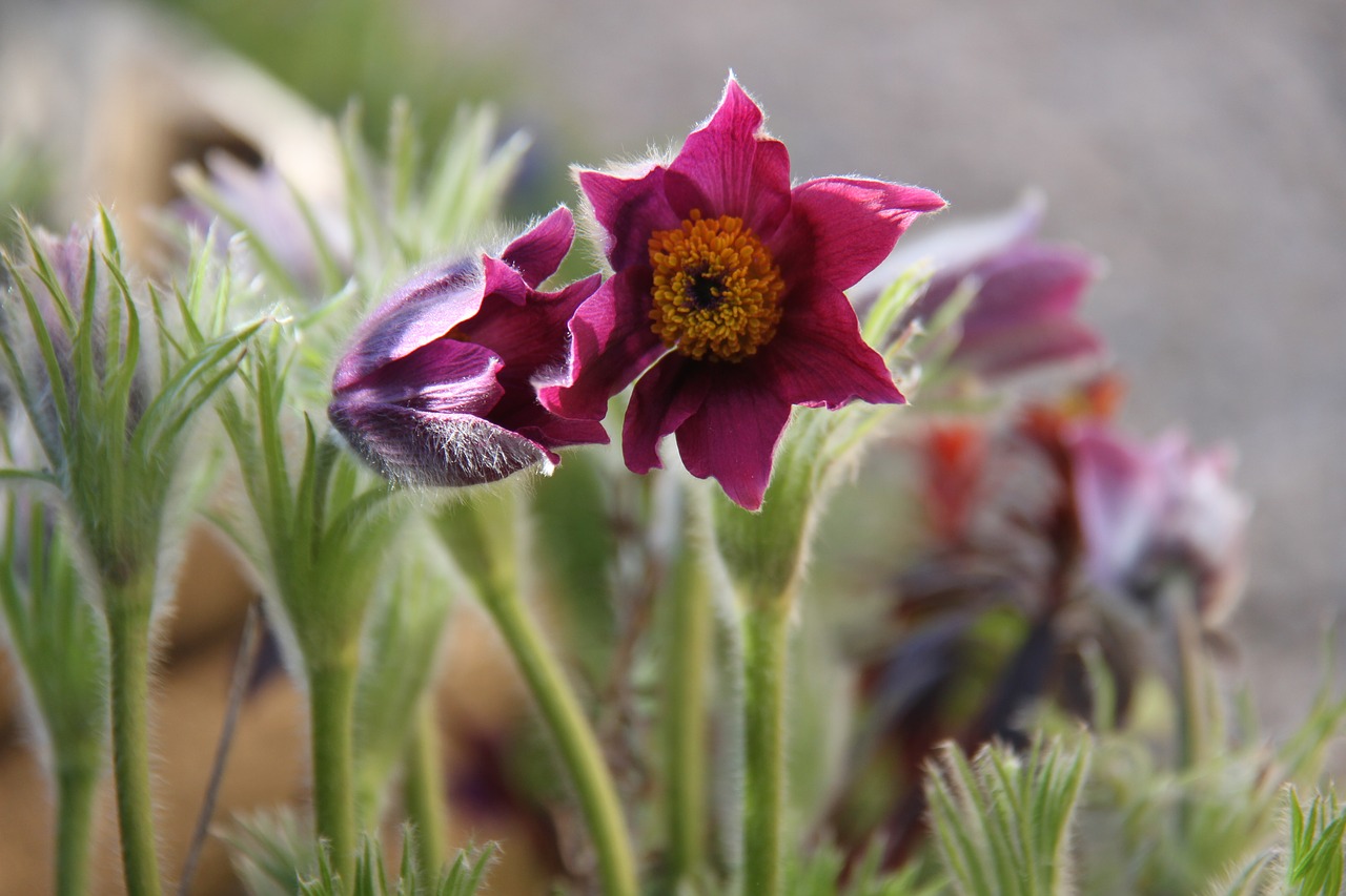 flower  anemone  spring free photo