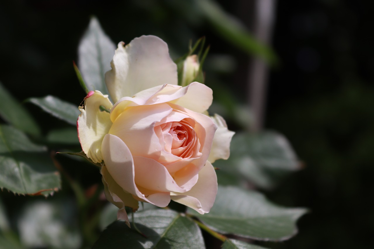 flower  white  roses free photo