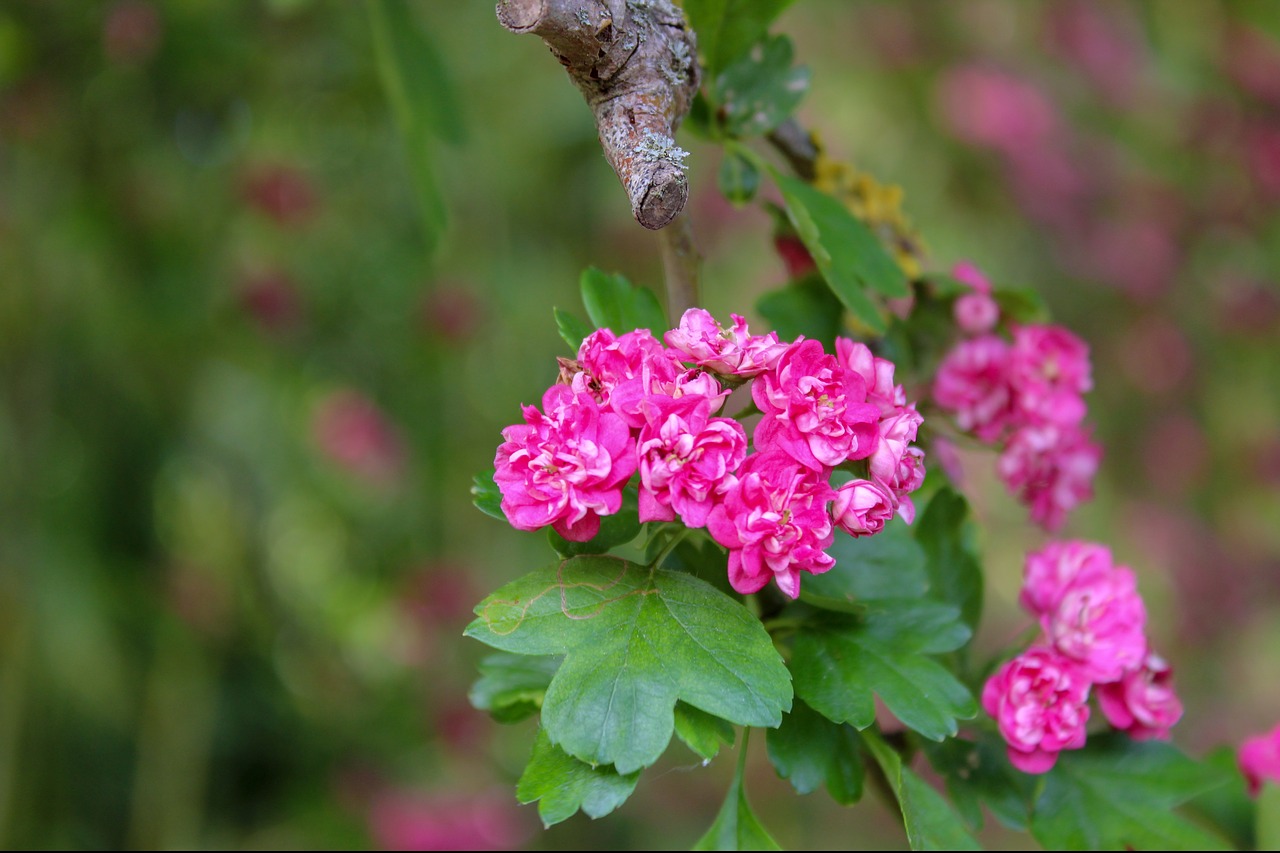 flower  pink  green free photo