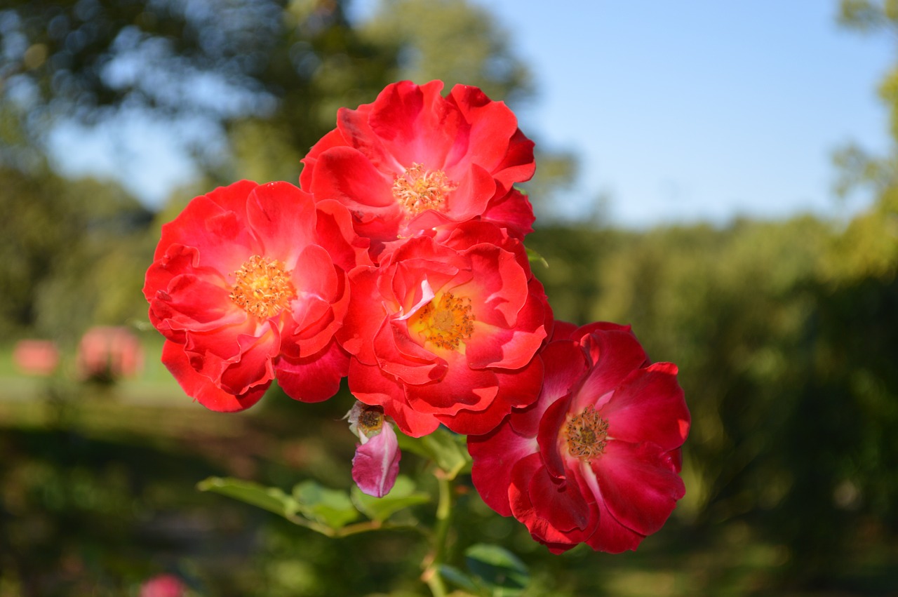 blossom bloom flower free photo