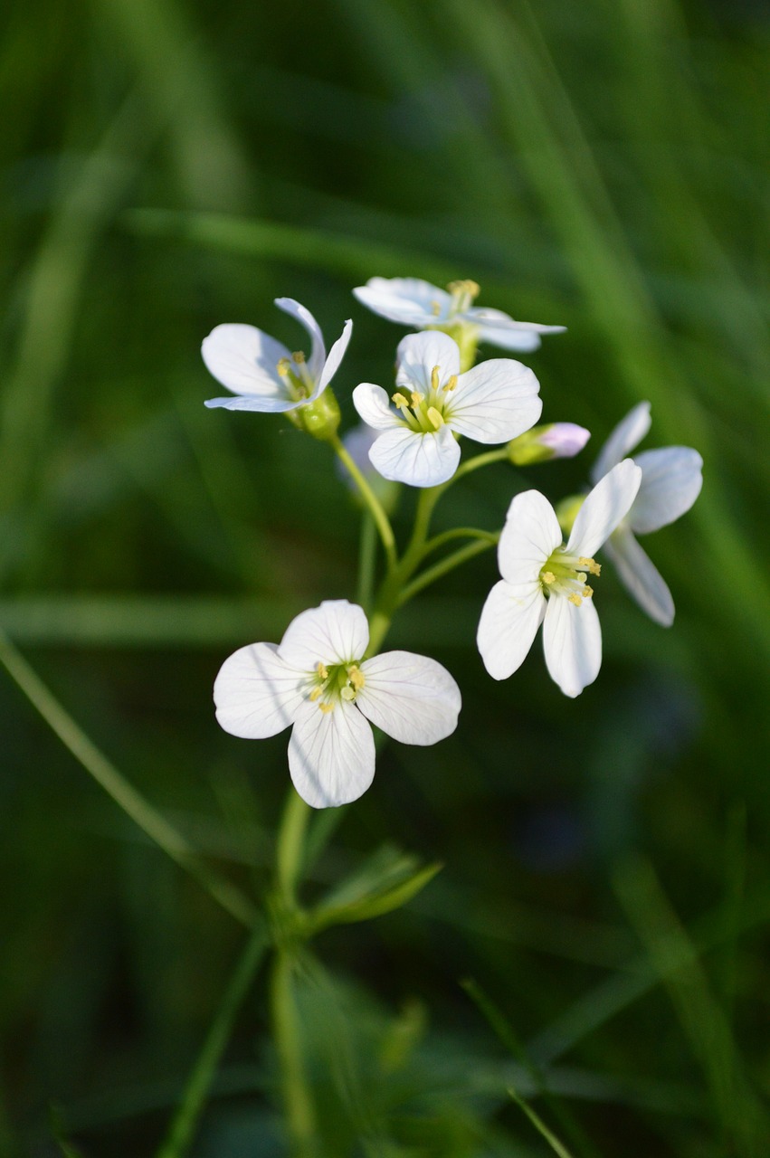 flower garden tender free photo