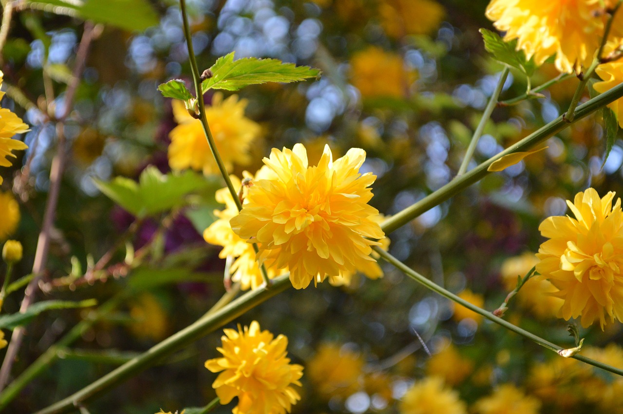 blossom bloom yellow free photo