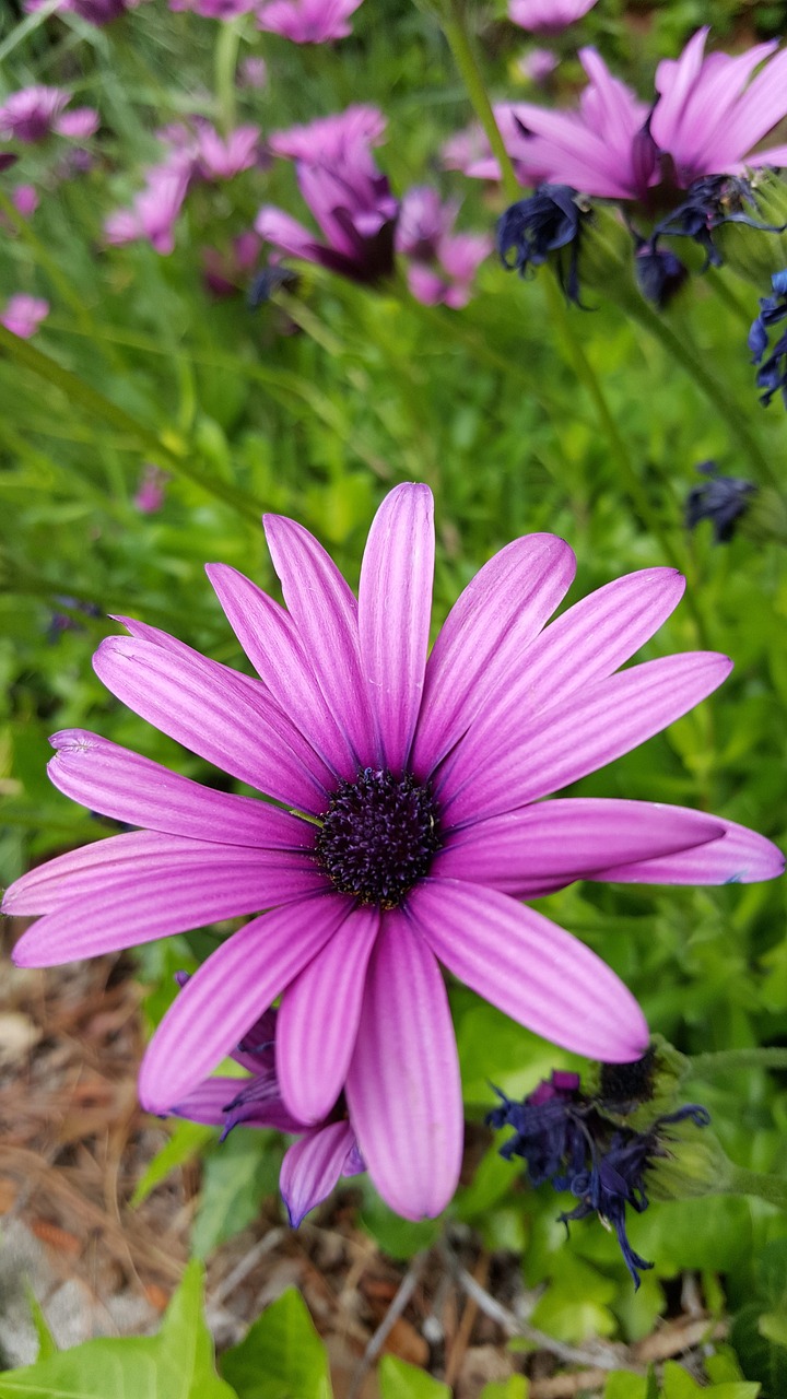 flower  springtime  spring free photo