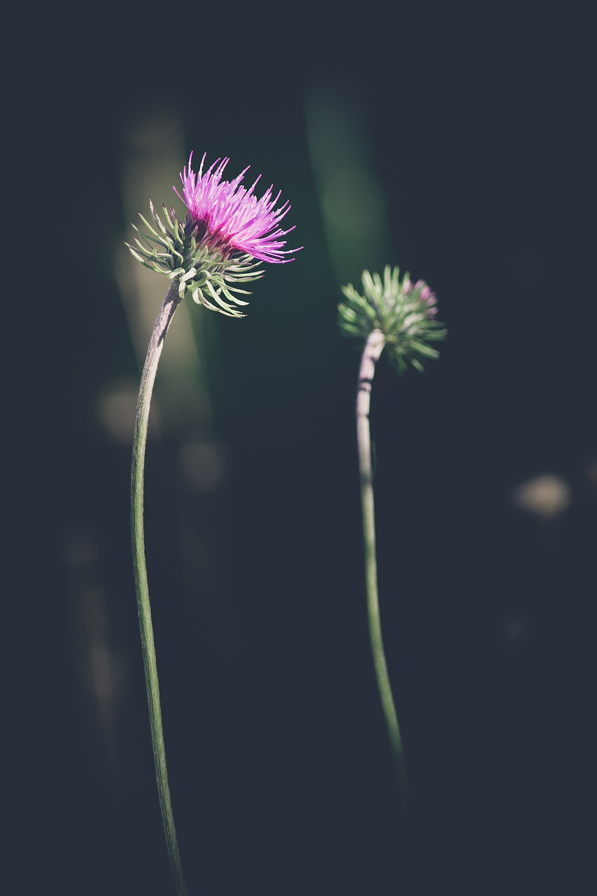 flower  blossom  bloom free photo